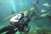 Shark dive in Bahamas