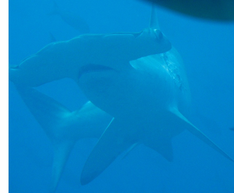 Hammerhead