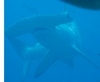 Hammerhead