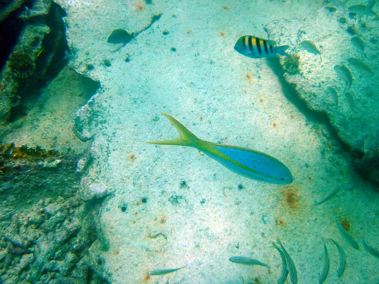 Pendernales Wreck Aruba