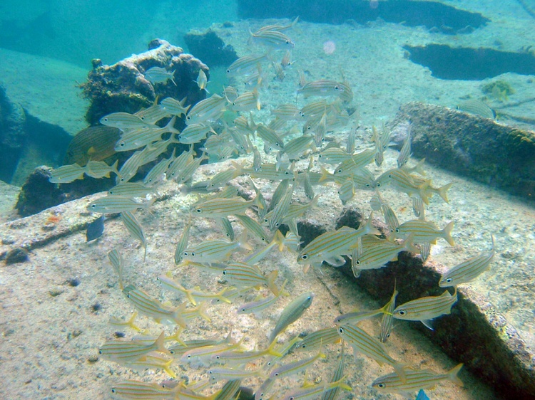 Pendernales Wreck school