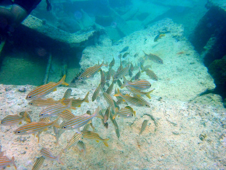 Pendernales Wreck school 2