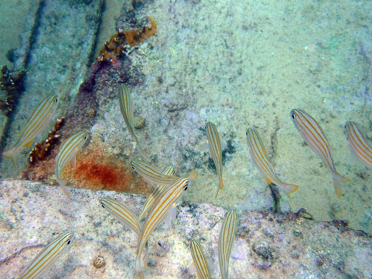 Pendernales Wreck school closeup