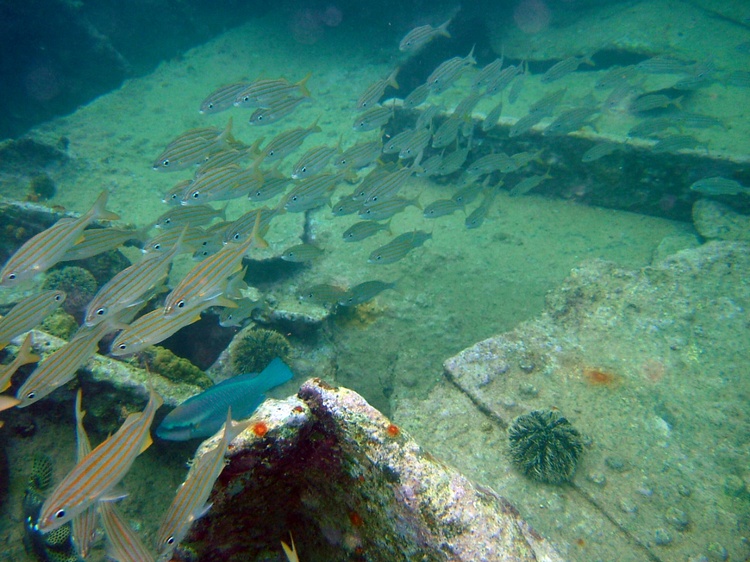 Pendernales Wreck another school