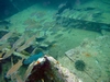 Pendernales Wreck another school