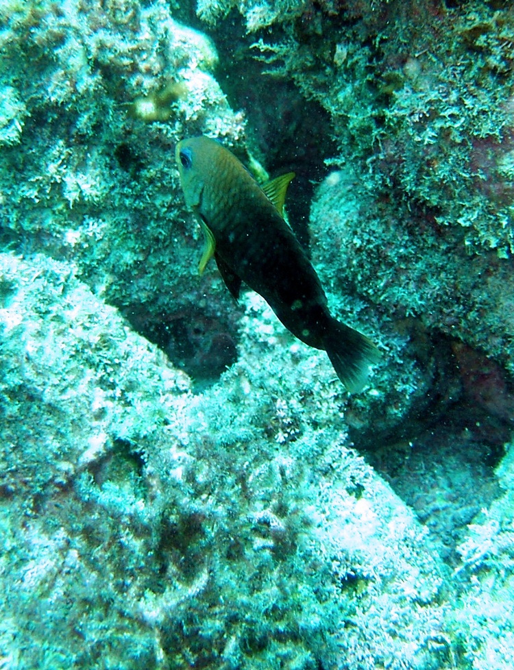 acapulco damselfish