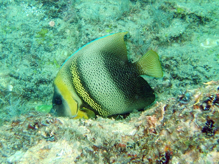 adult cortez angelfish