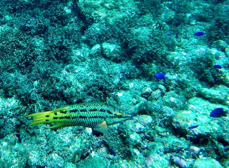 female mexican hogfish
