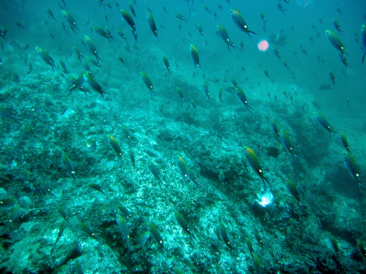 scissortail damselfish