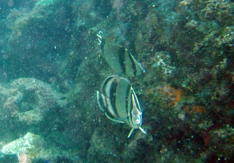 threebanded butterflyfish