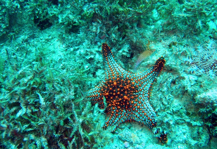 panamic cushion star