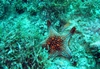 panamic cushion star