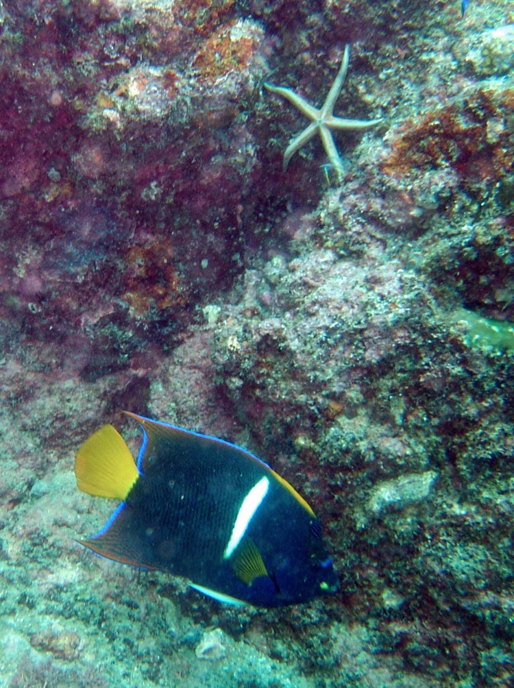 cortez angelfish adult