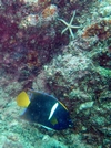 cortez angelfish adult