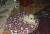 "Q"test pup Que