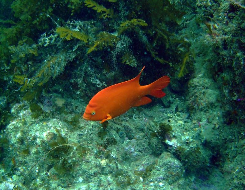 Casino Point Dive Park Catalina CA.