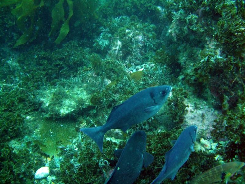 Casino Point Dive Park Catalina CA.