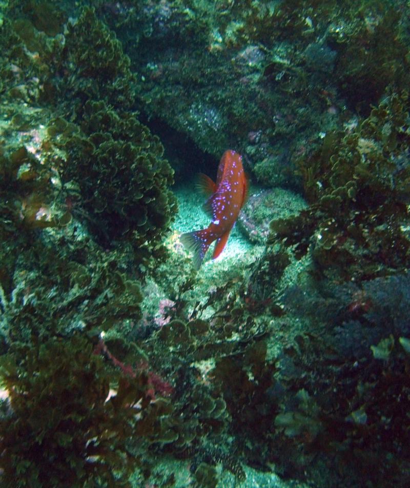 Casino Point Dive Park Catalina CA.