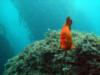 Casino Point Dive Park Catalina CA.