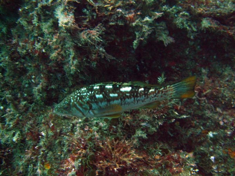 Casino Point Dive Park Catalina CA.