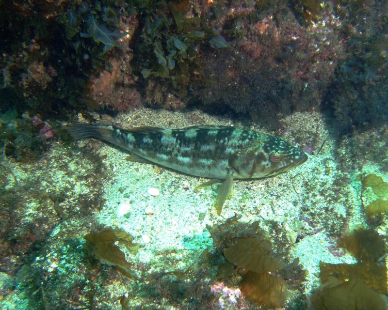 Casino Point Dive Park Catalina CA.