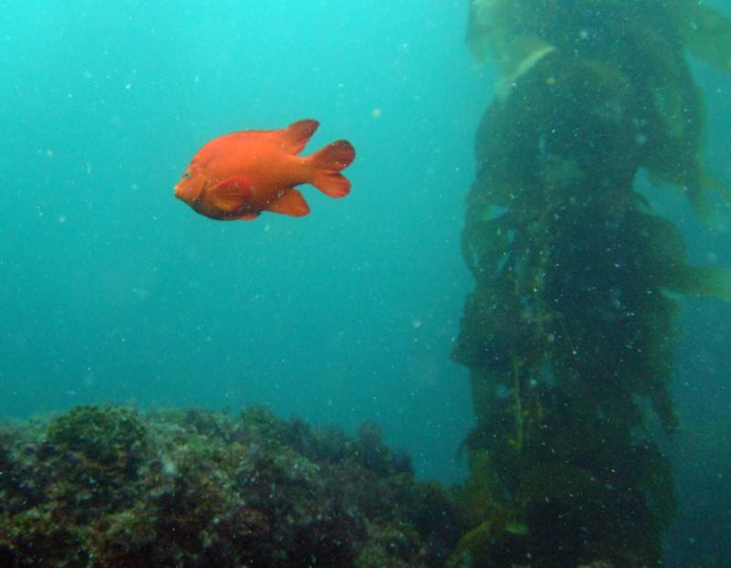 Casino Point Dive Park Catalina CA.