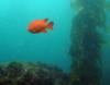 Casino Point Dive Park Catalina CA.