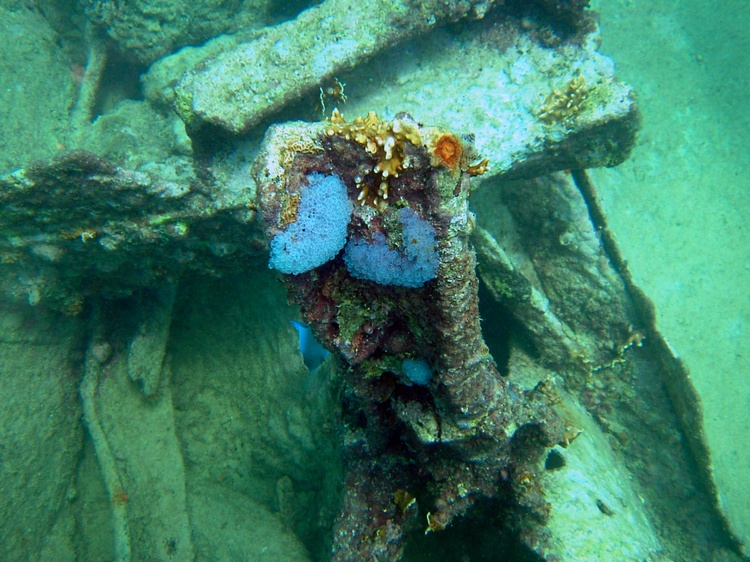 Aruba Pendernales wreck