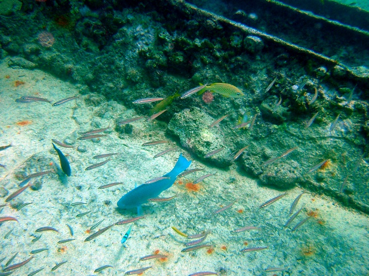 Aruba Pendernales wreck