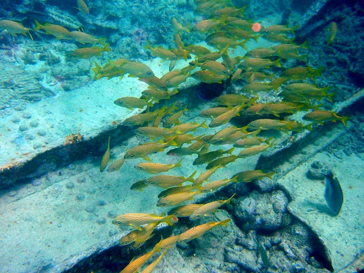 Aruba Pendernales wreck