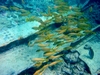 Aruba Pendernales wreck