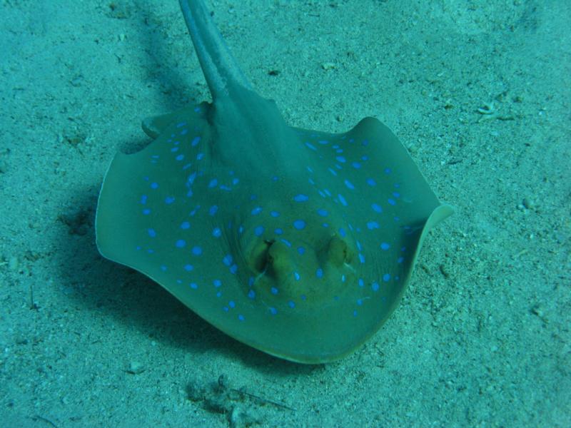 Red Sea spotted ray