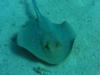 Red Sea spotted ray