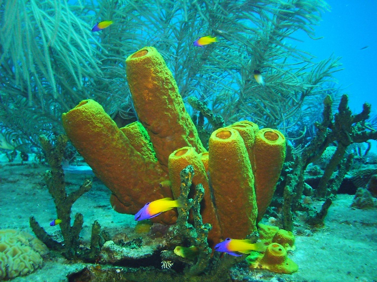 Cayman Brac coral