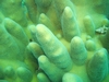 Cayman Brac coral