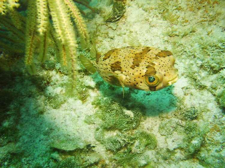 Puffer in Cayman Brac