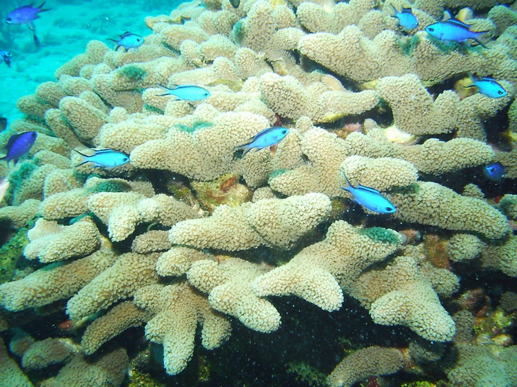 Cayman Brac coral