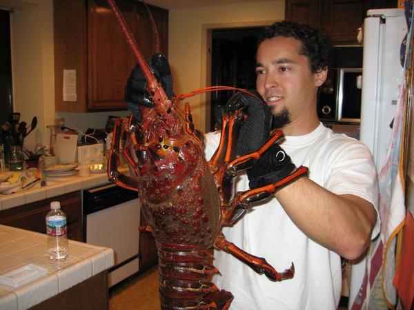13.5 lb lobster catch