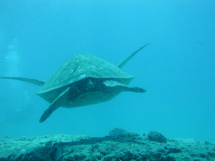 turtle butt in oahu