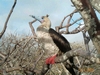 Red Footed Booby, Espanola Island, Galapagos