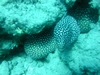 spotted eel, oahu