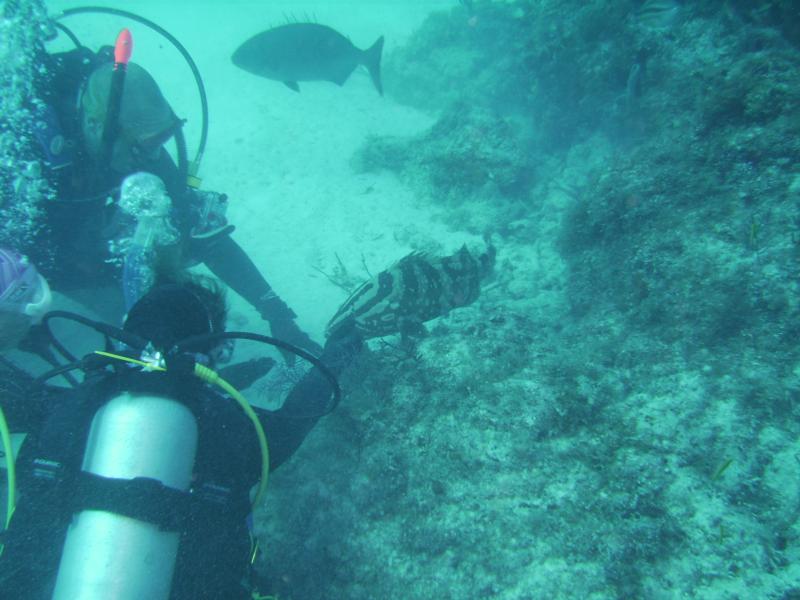 Petting Peaches (Nassau Grouper)