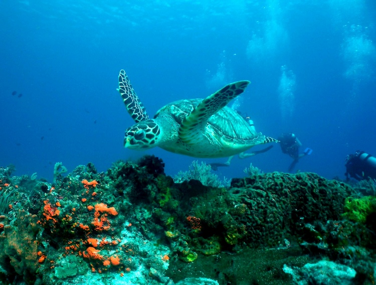 My first Turtle