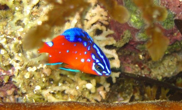 garibaldi