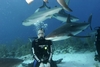 Swimming with the Sharks