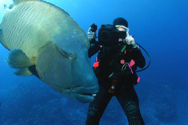 Aba the Napolean Wrasse, Blue Corner Palau