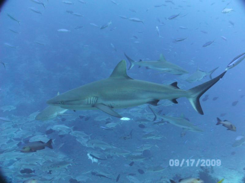 Six Grey Reef Sharks in Fiji