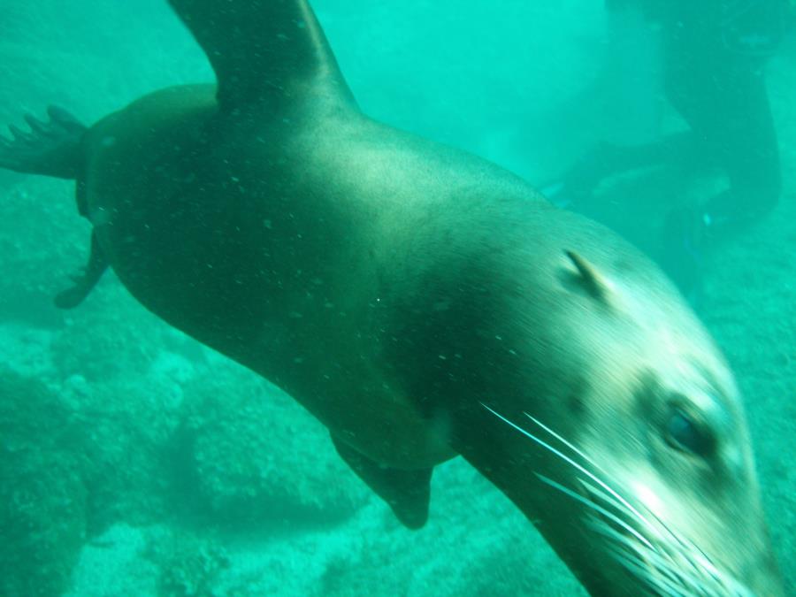 Sealion off San Pedro Island, Sea of Cortez