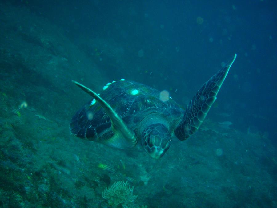 sea turlte, Sea of Cortez