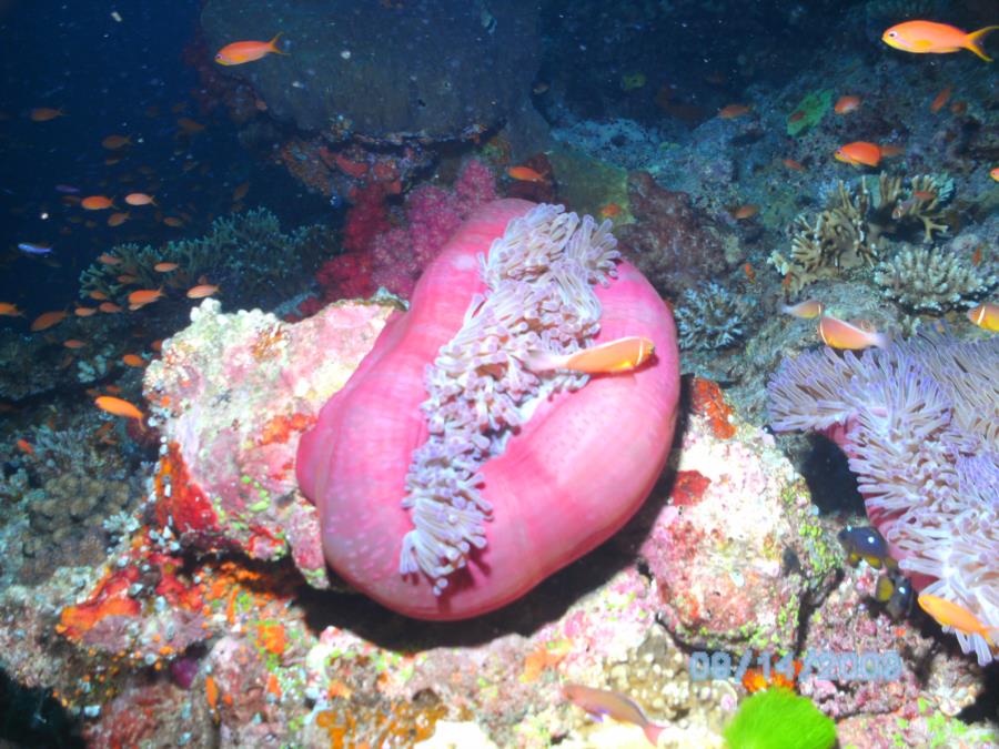 Closing for the night, anemone in Fiji